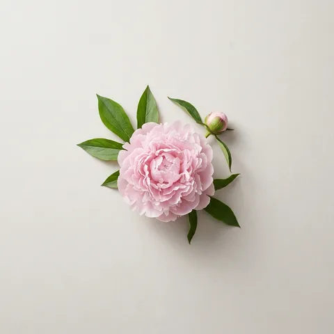 ピオニー