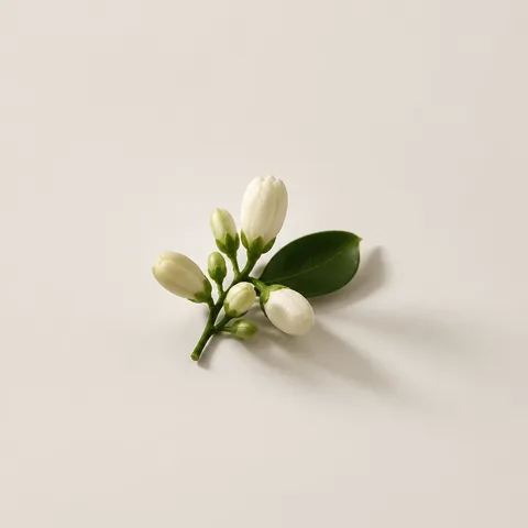 ネロリの蕾