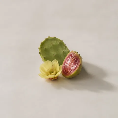 オプンティア