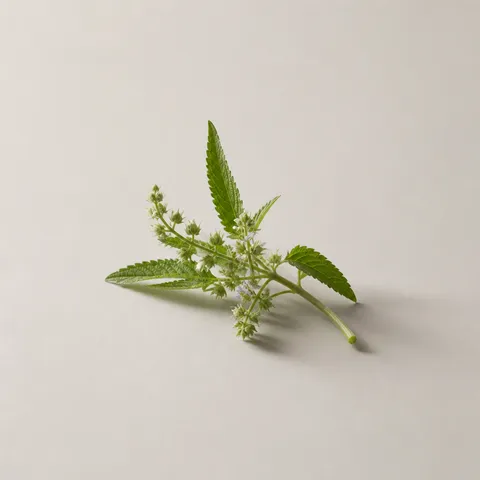 バーベナ