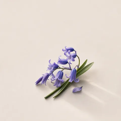 ブルーベル