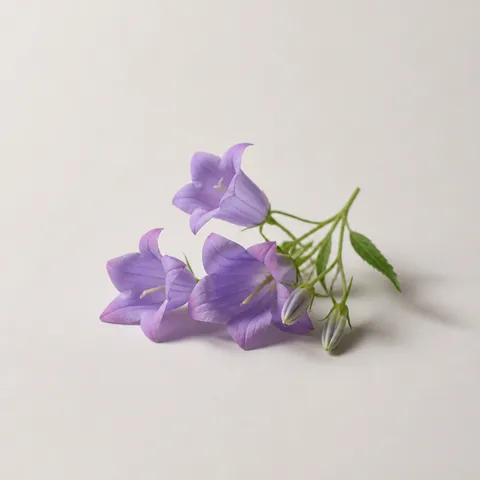 ベルフラワー