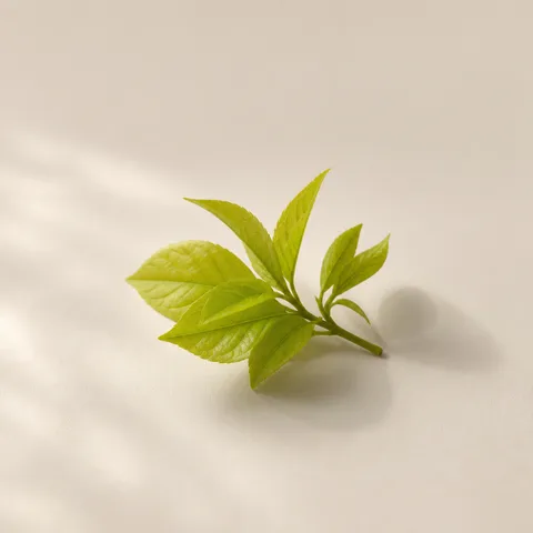 柔らかな若葉