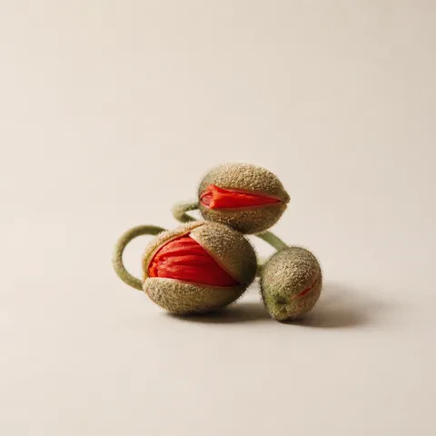 ポピーの花蕾