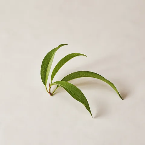 桃の葉