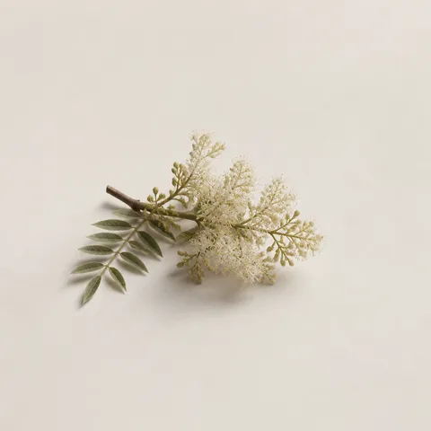 フラワリングアッシュ