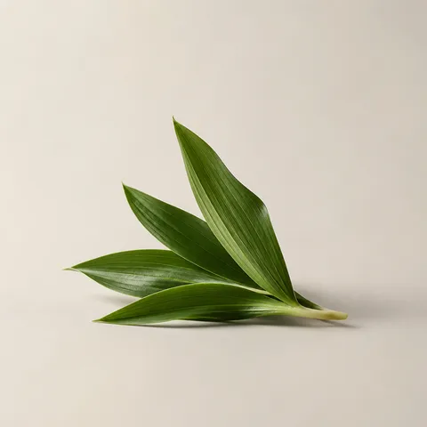 月桃の葉