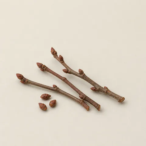 カシスの芽