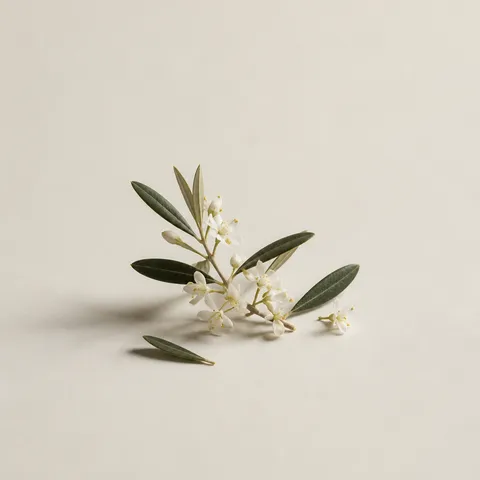 オリーブの花