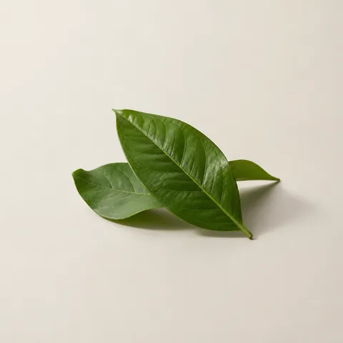 クチナシの葉