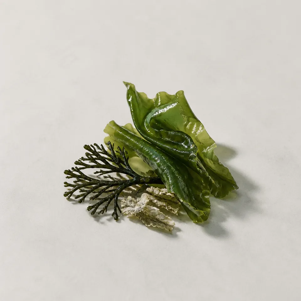 Algae Extract