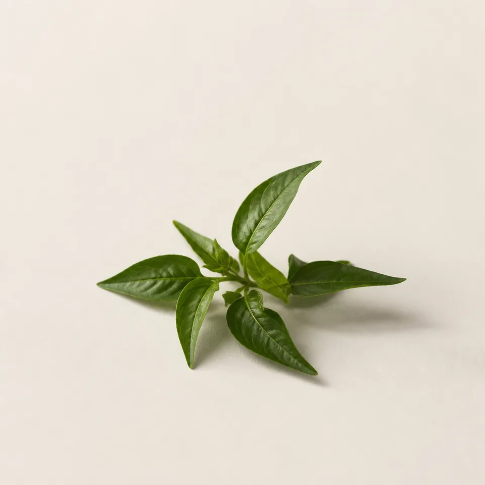 Chilli Leaf