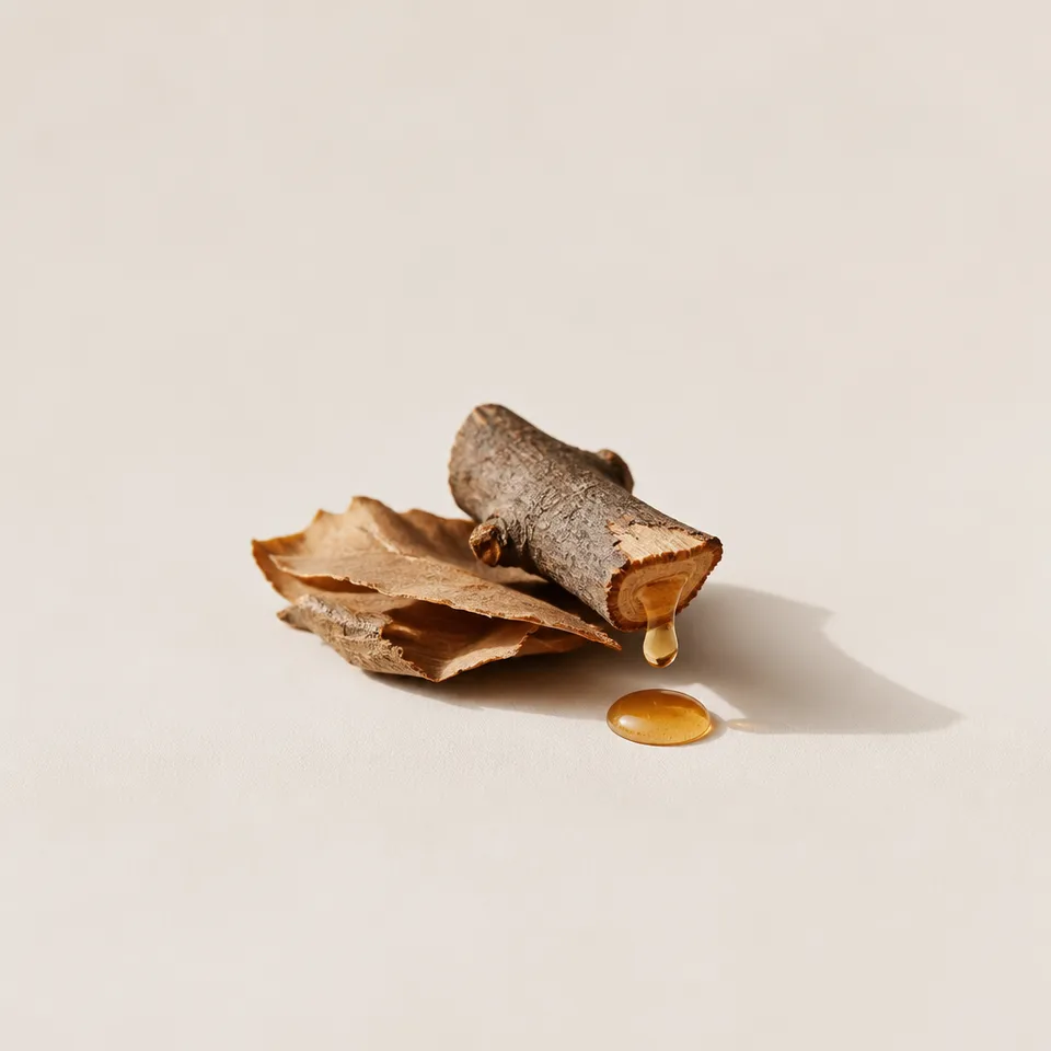 Maple Sap Accord