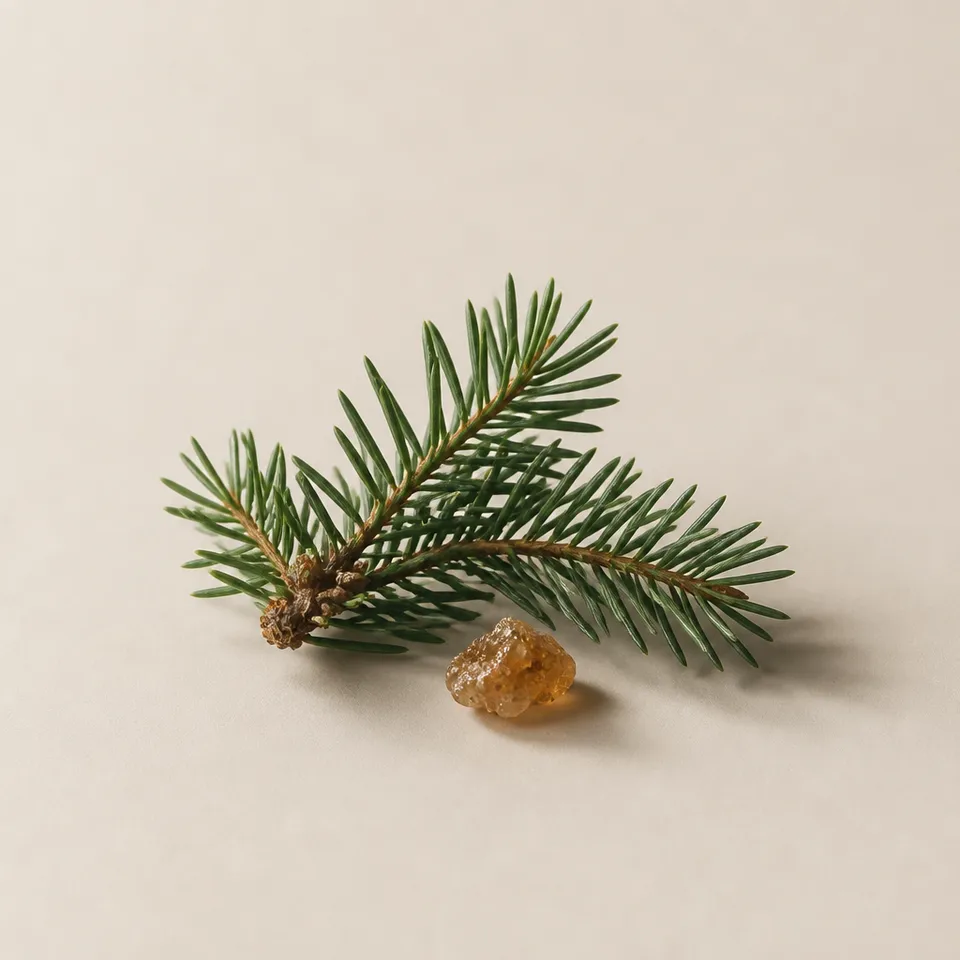 Balsam Fir