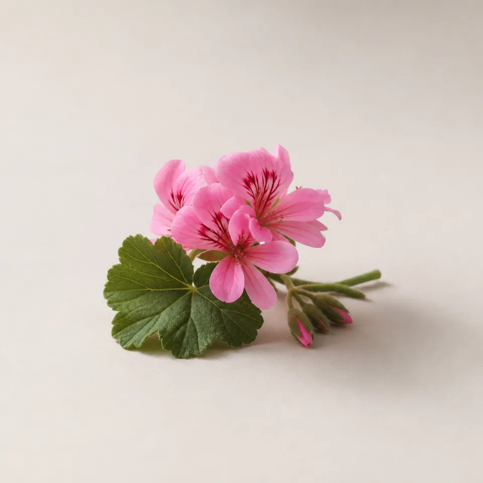 Bourbon Geranium