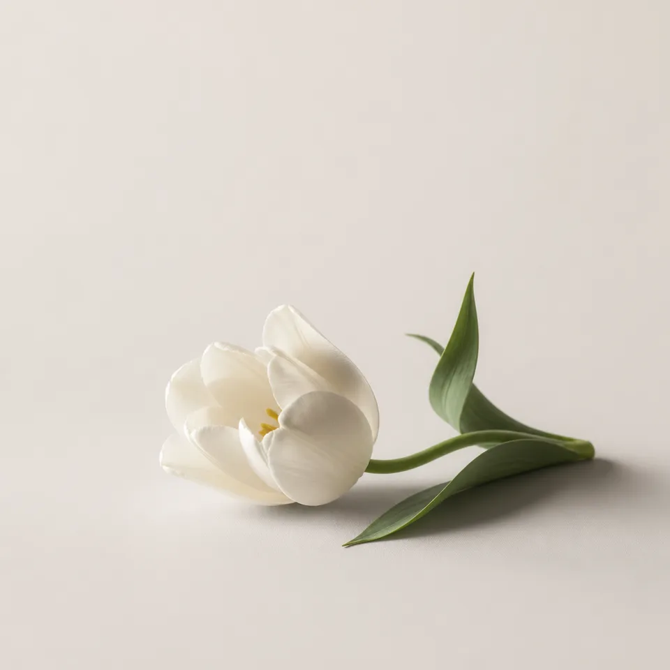 White Tulip