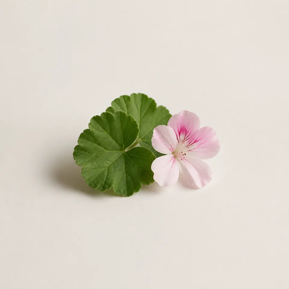 Geranium Rose Leaf