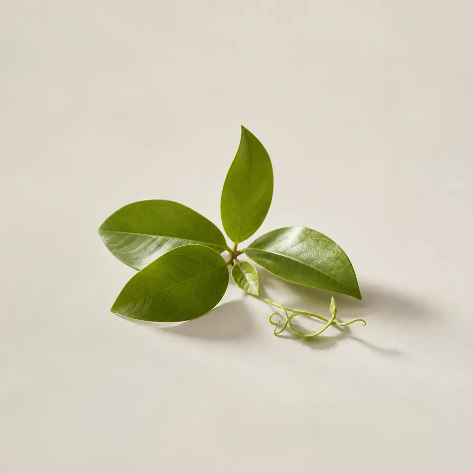 Fresh Leaves