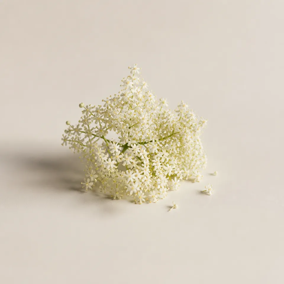 Elderflower