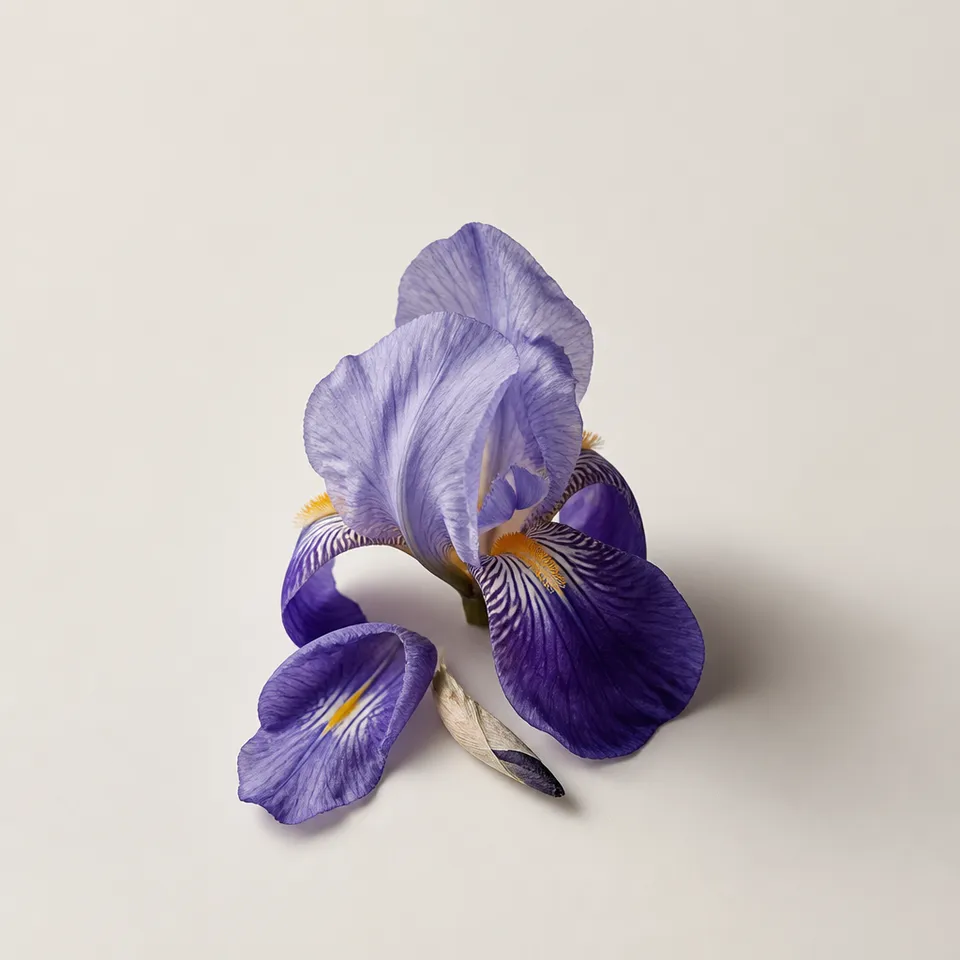 Iris Fiorentina