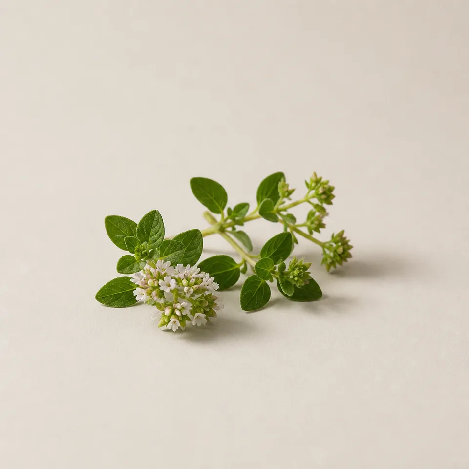 Marjoram