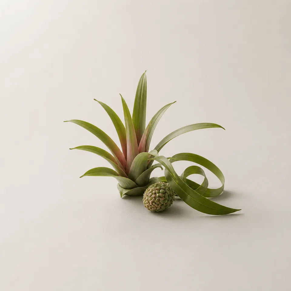 Bromelia