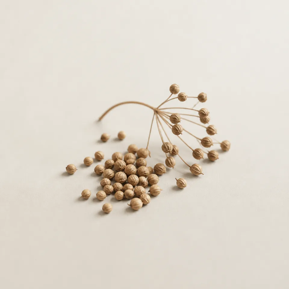 Coriander Seed