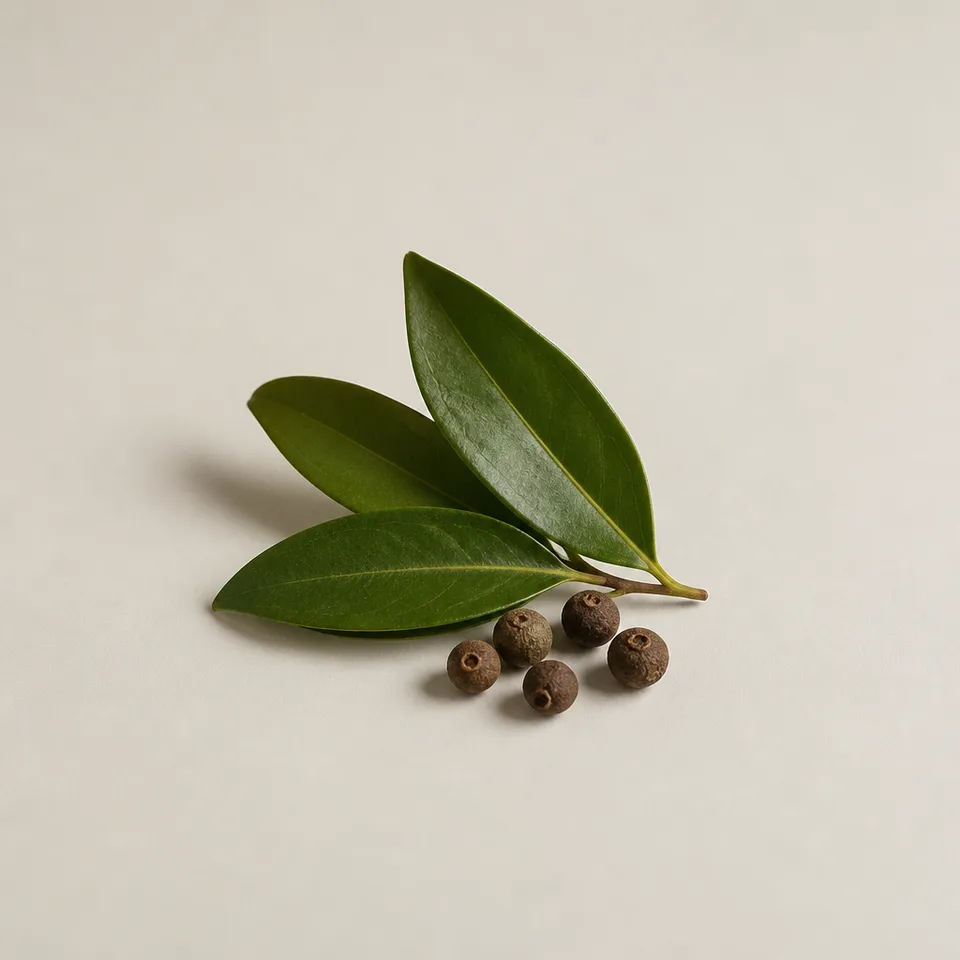 Pimento leaf