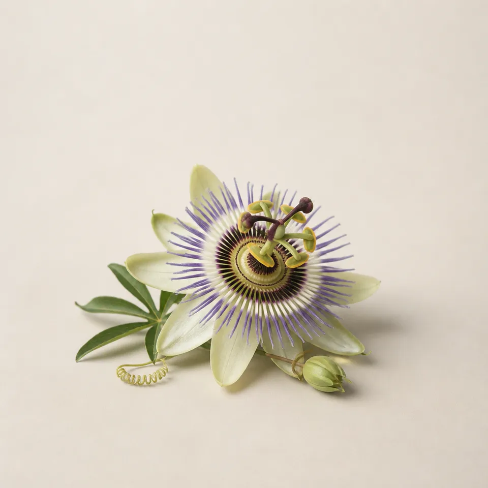 Passion Flower