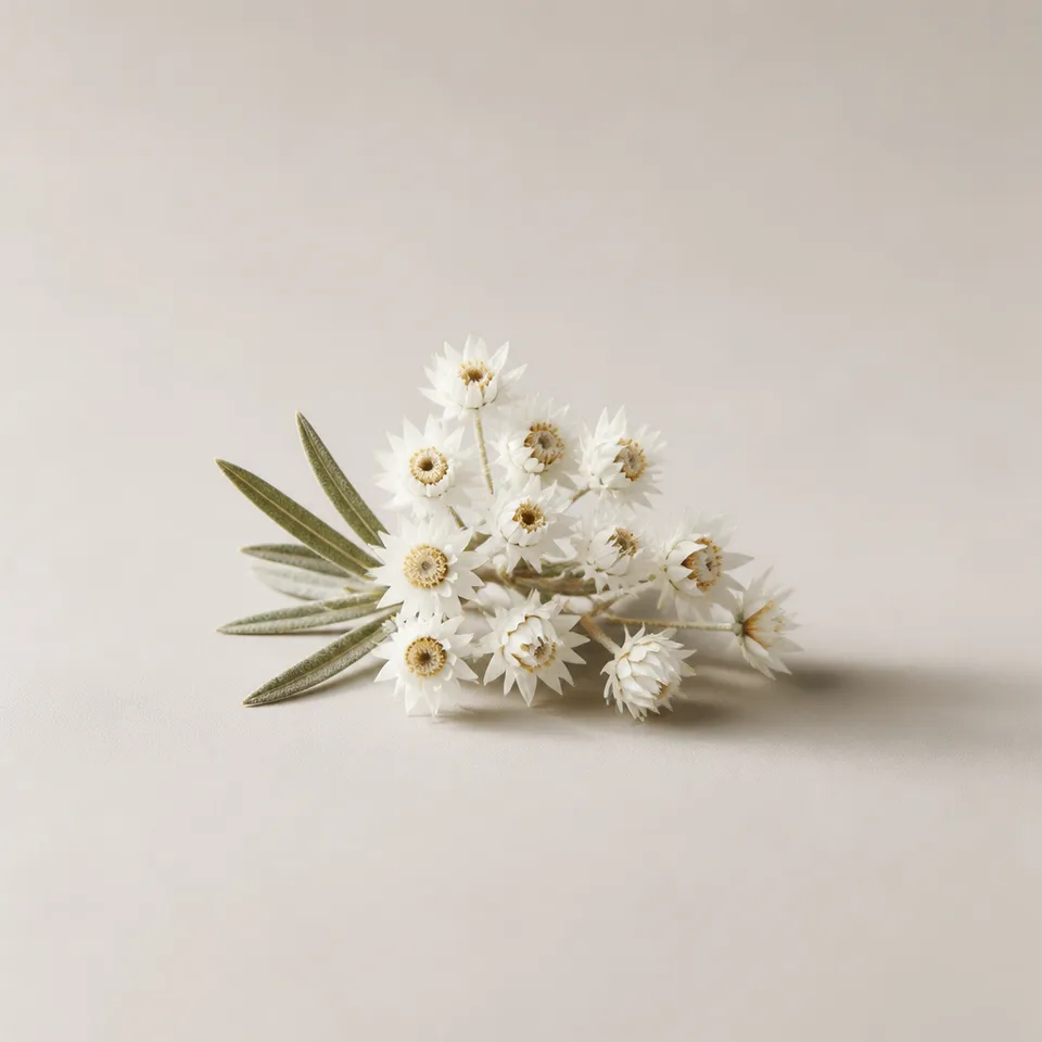 Rice Flower