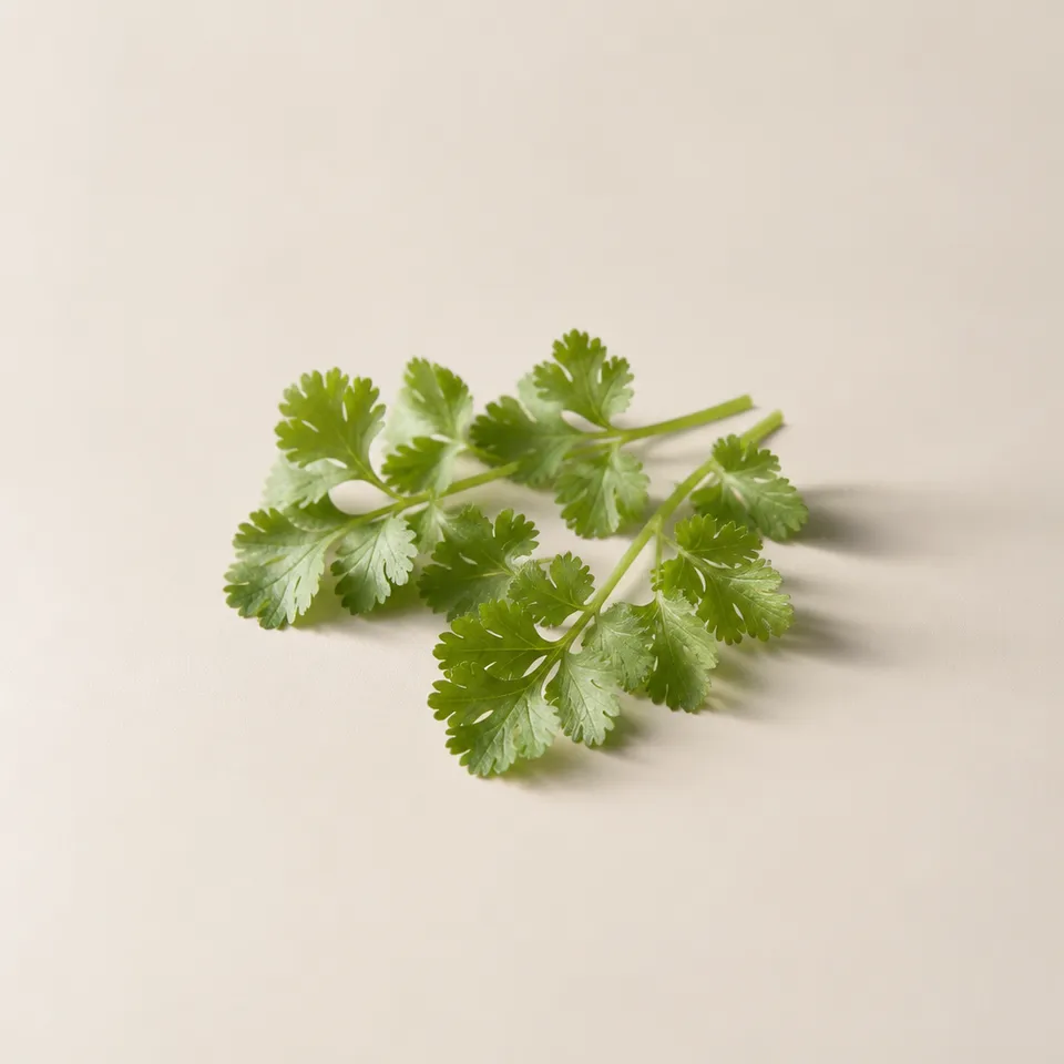 Coriander Leaf