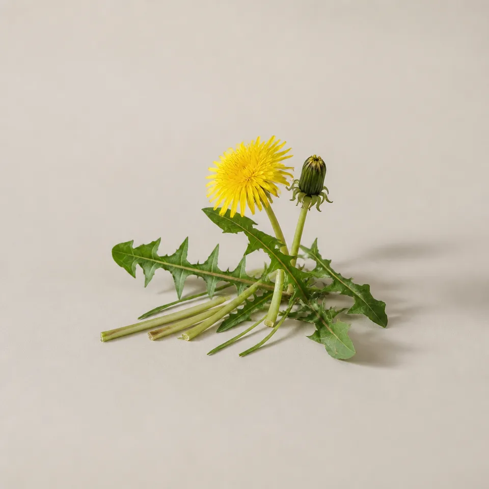 Dandelion