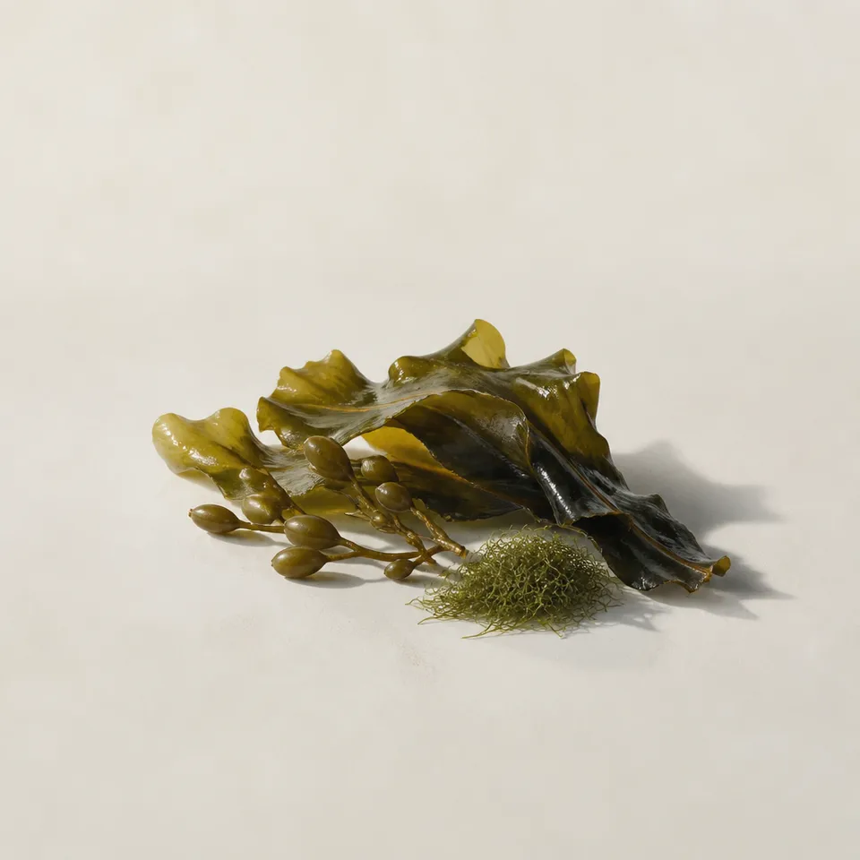 Kelp