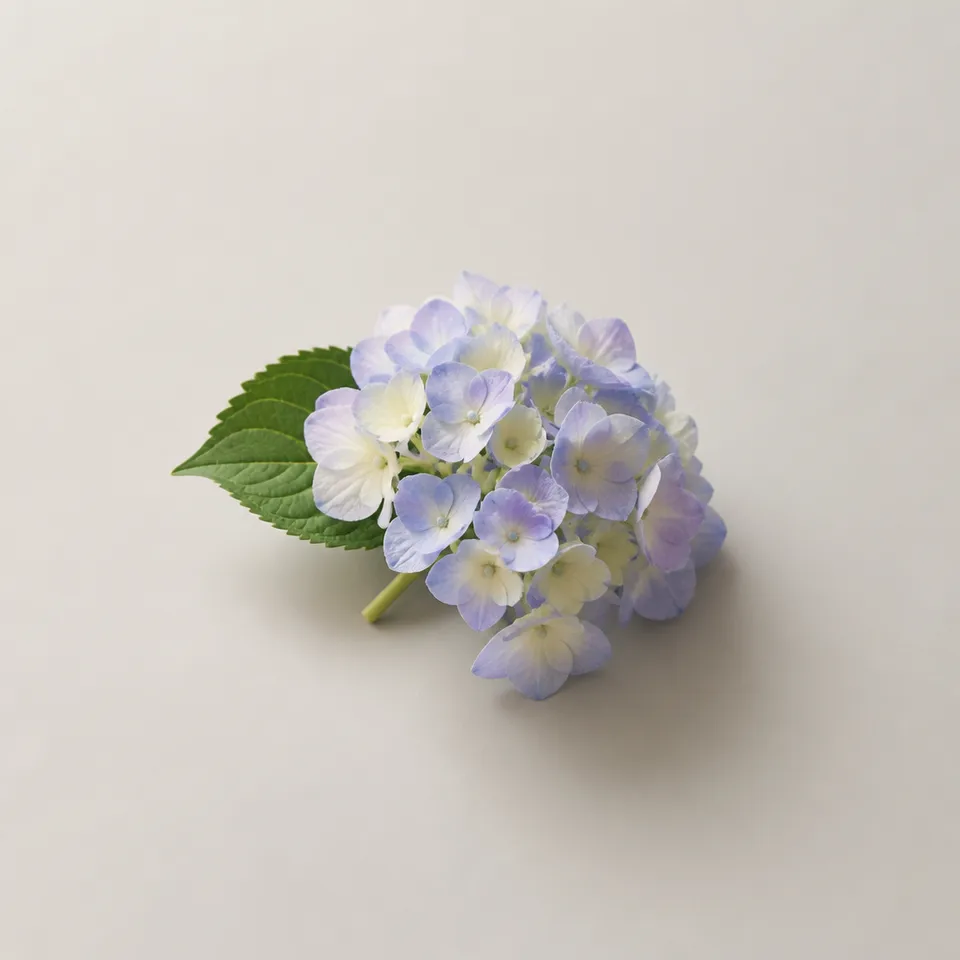 Hydrangea