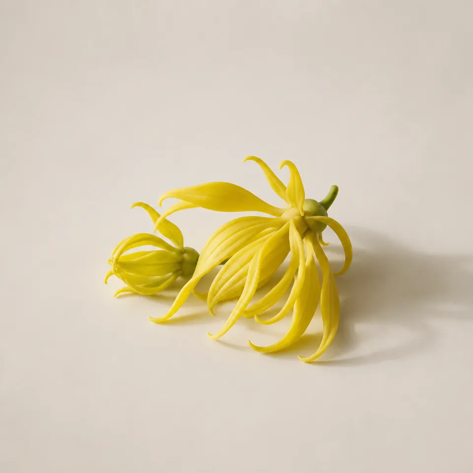 Cananga (ylang-ylang) oil