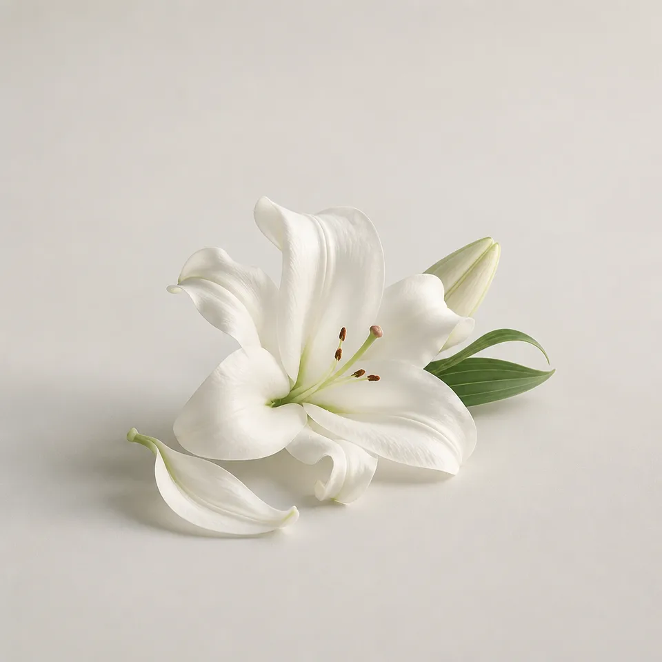 White lily