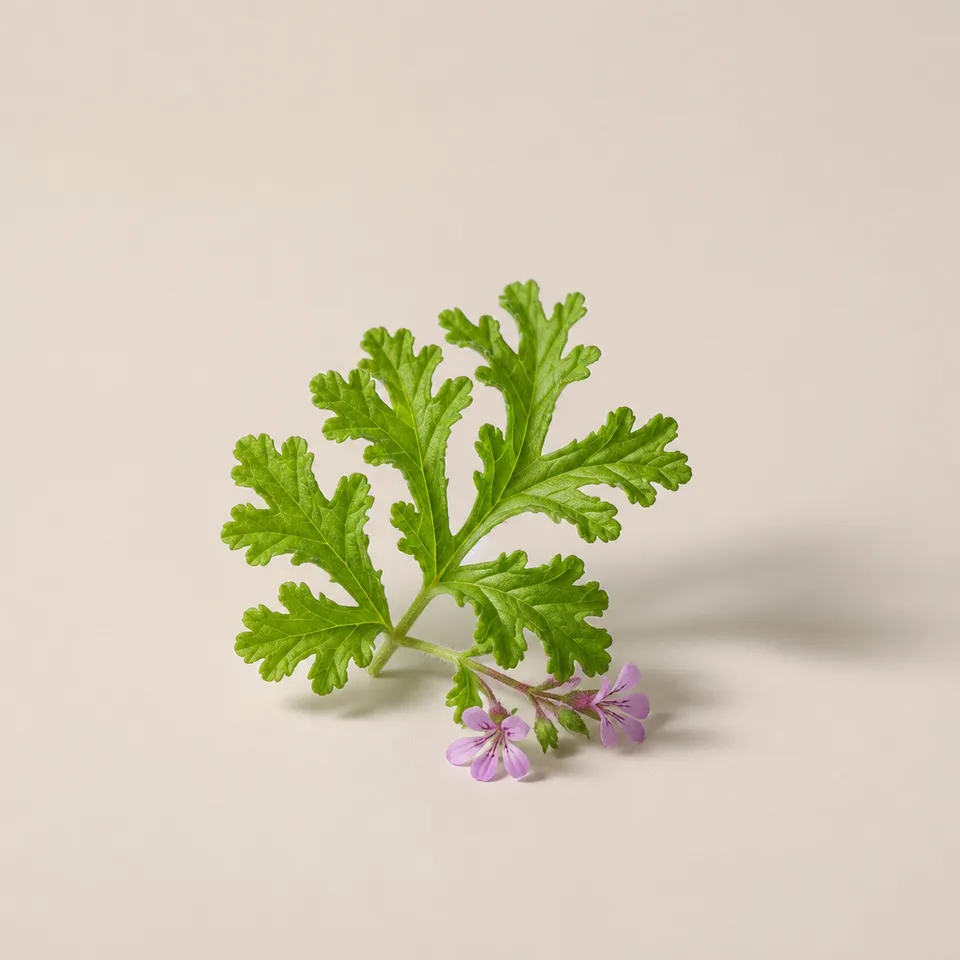 Egyptian geranium