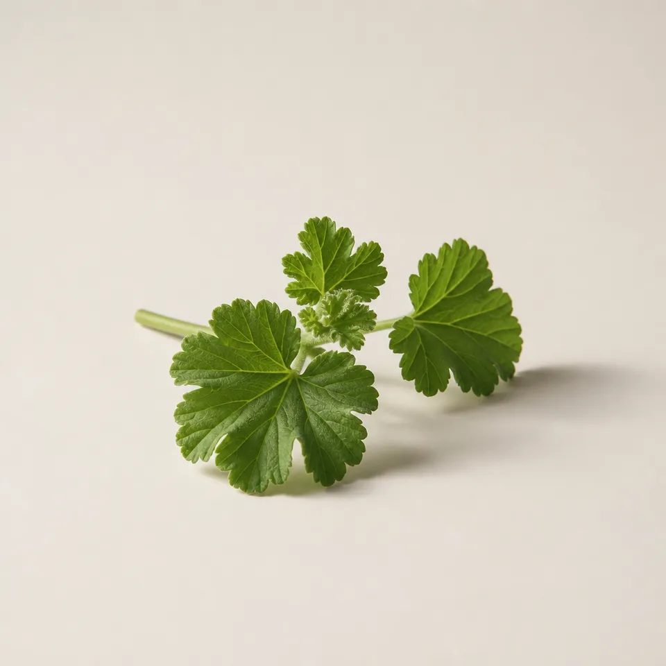 Geranium leaf