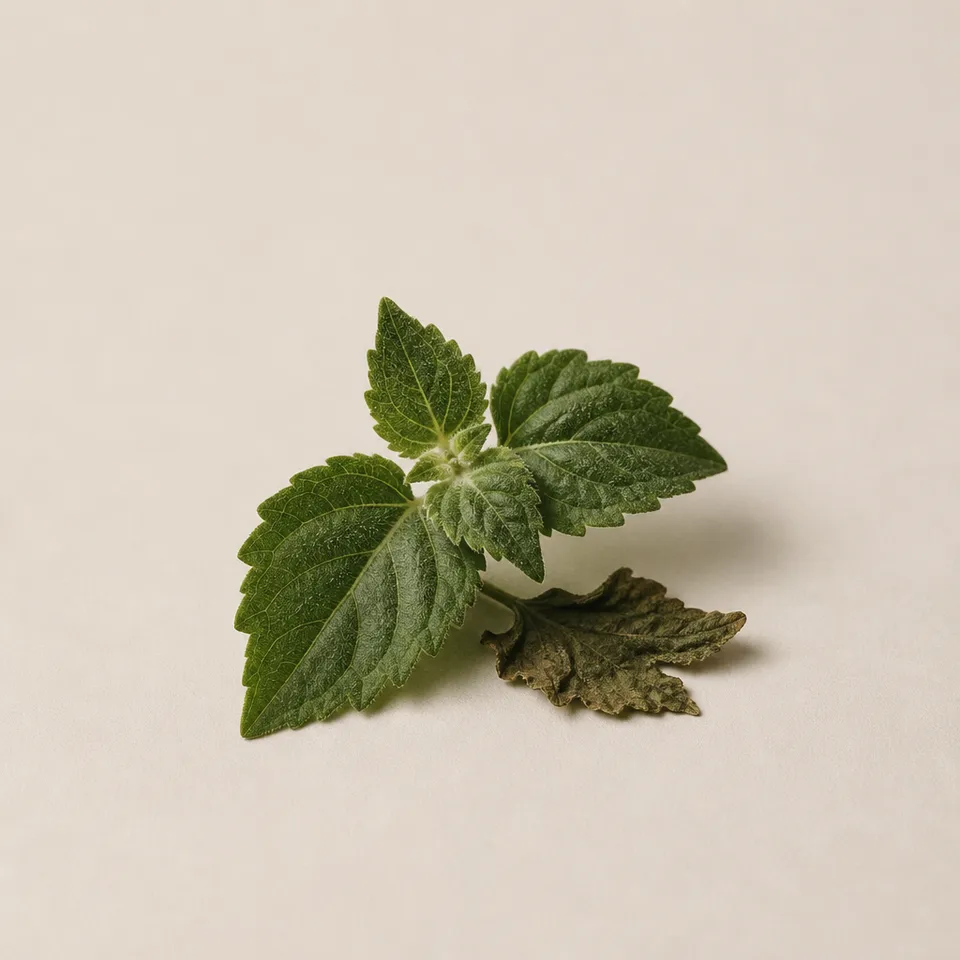 Patchouli Leaf