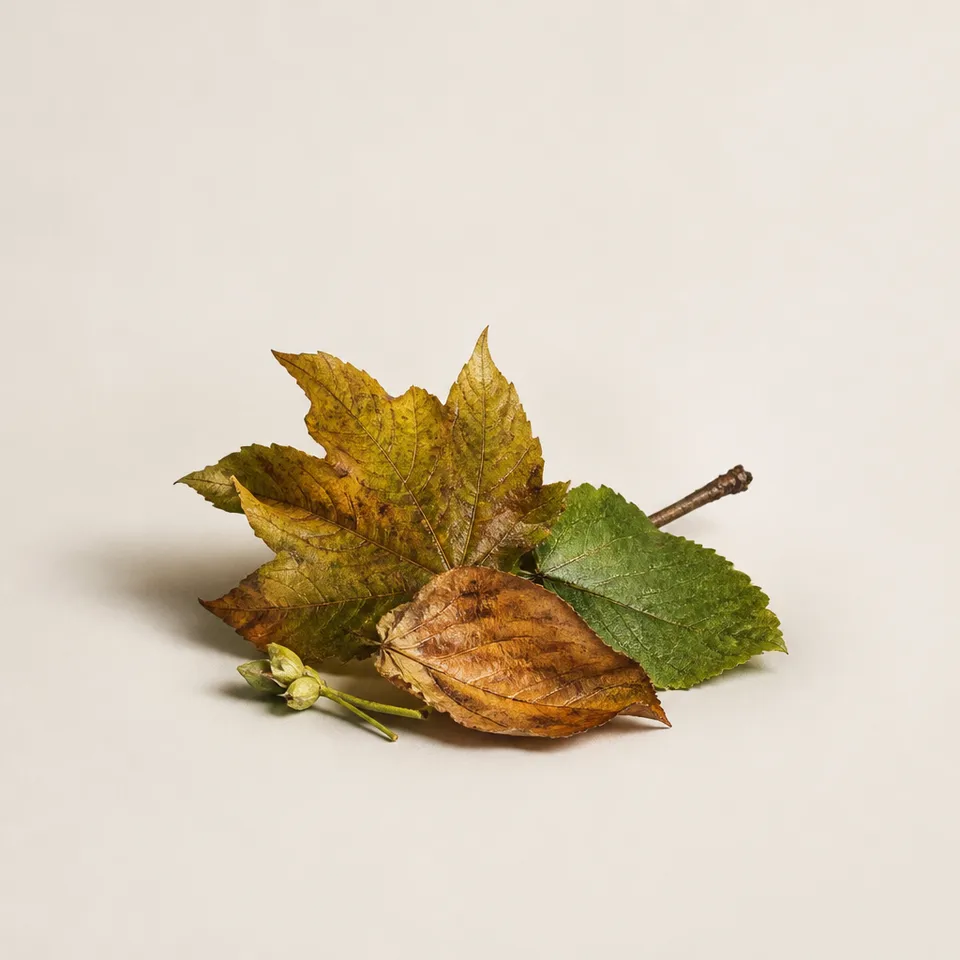 Autumn Leaves