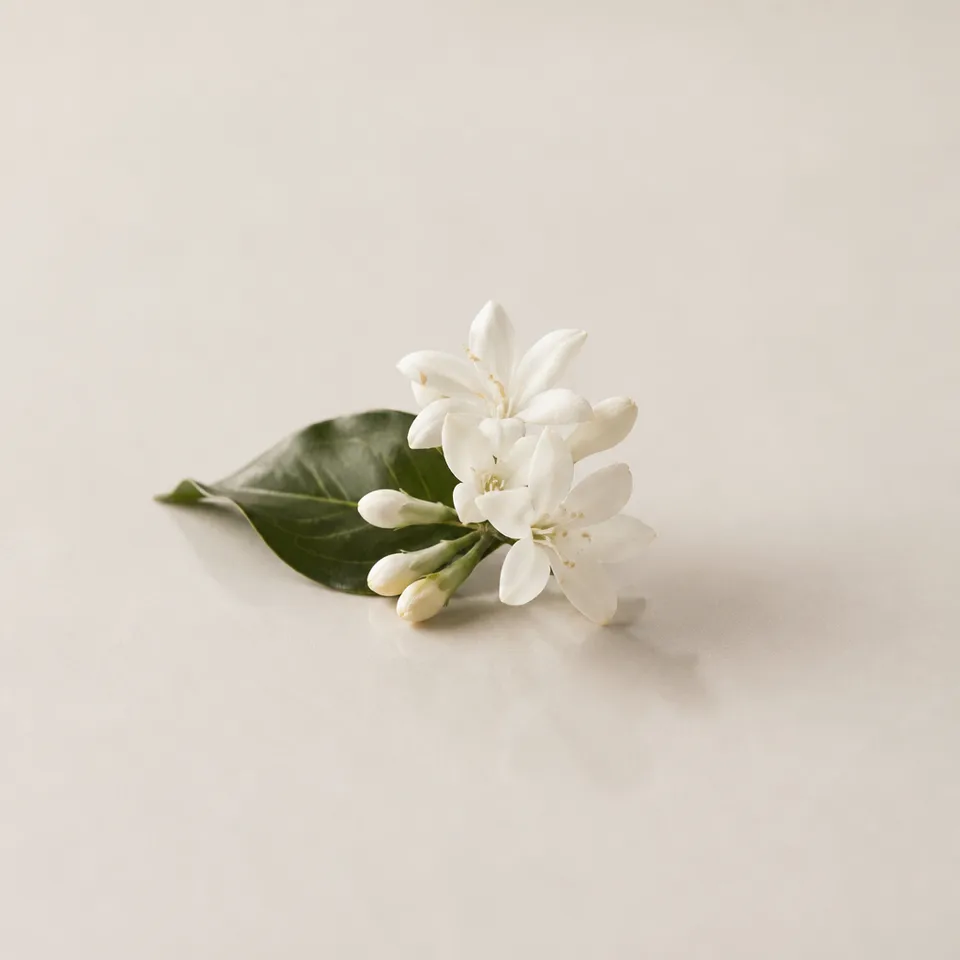 Coffee Blossom