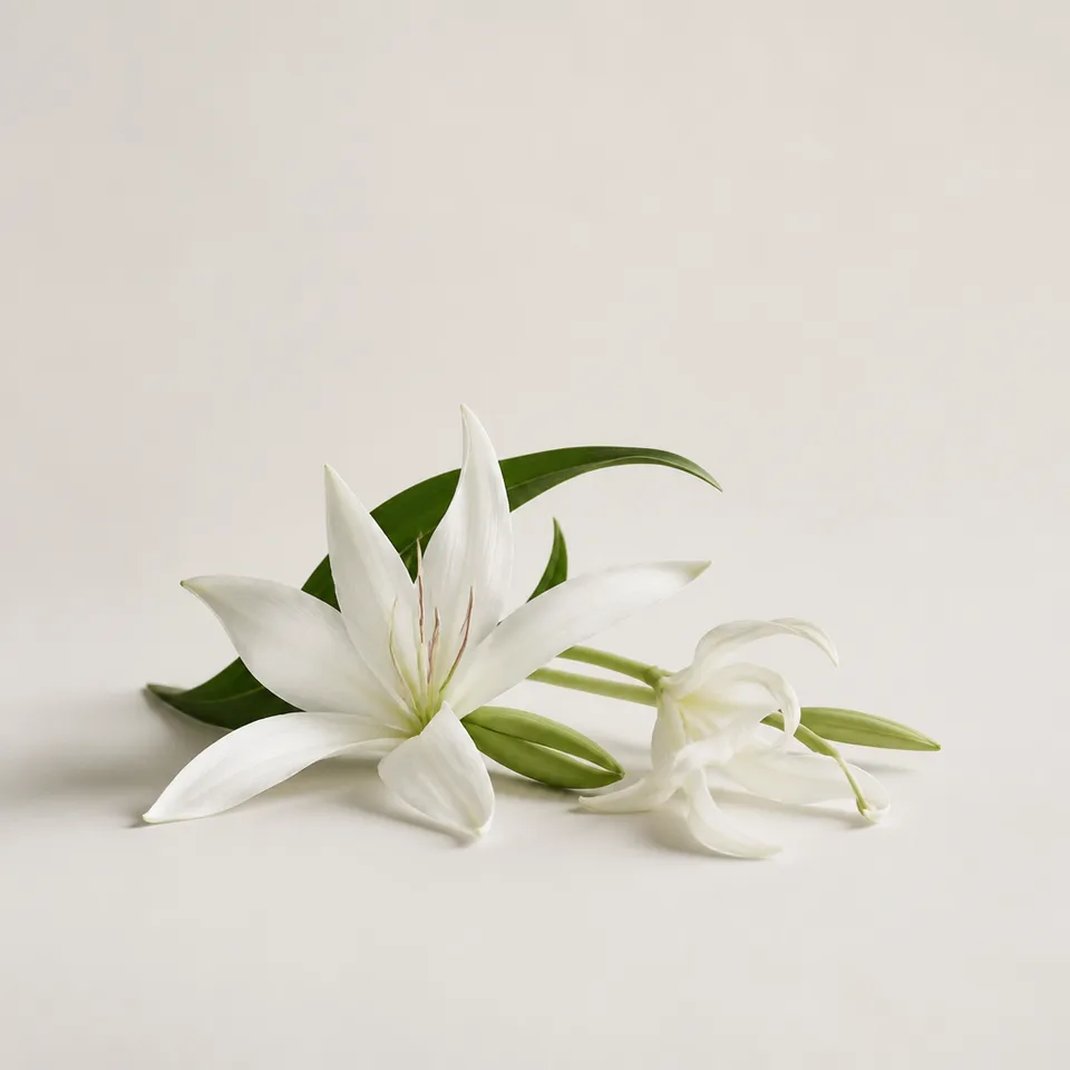 Crinum Lily