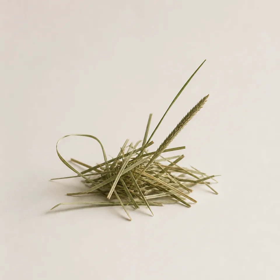 Sweet Vernal Grass